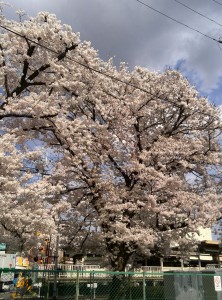 IMG_20140402_143820-1