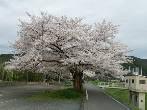 20150404IMG_20150403_074121