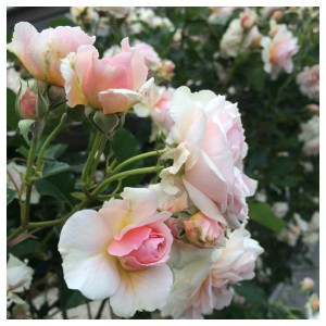 Processed with Moldiv