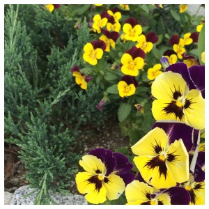 Processed with Moldiv