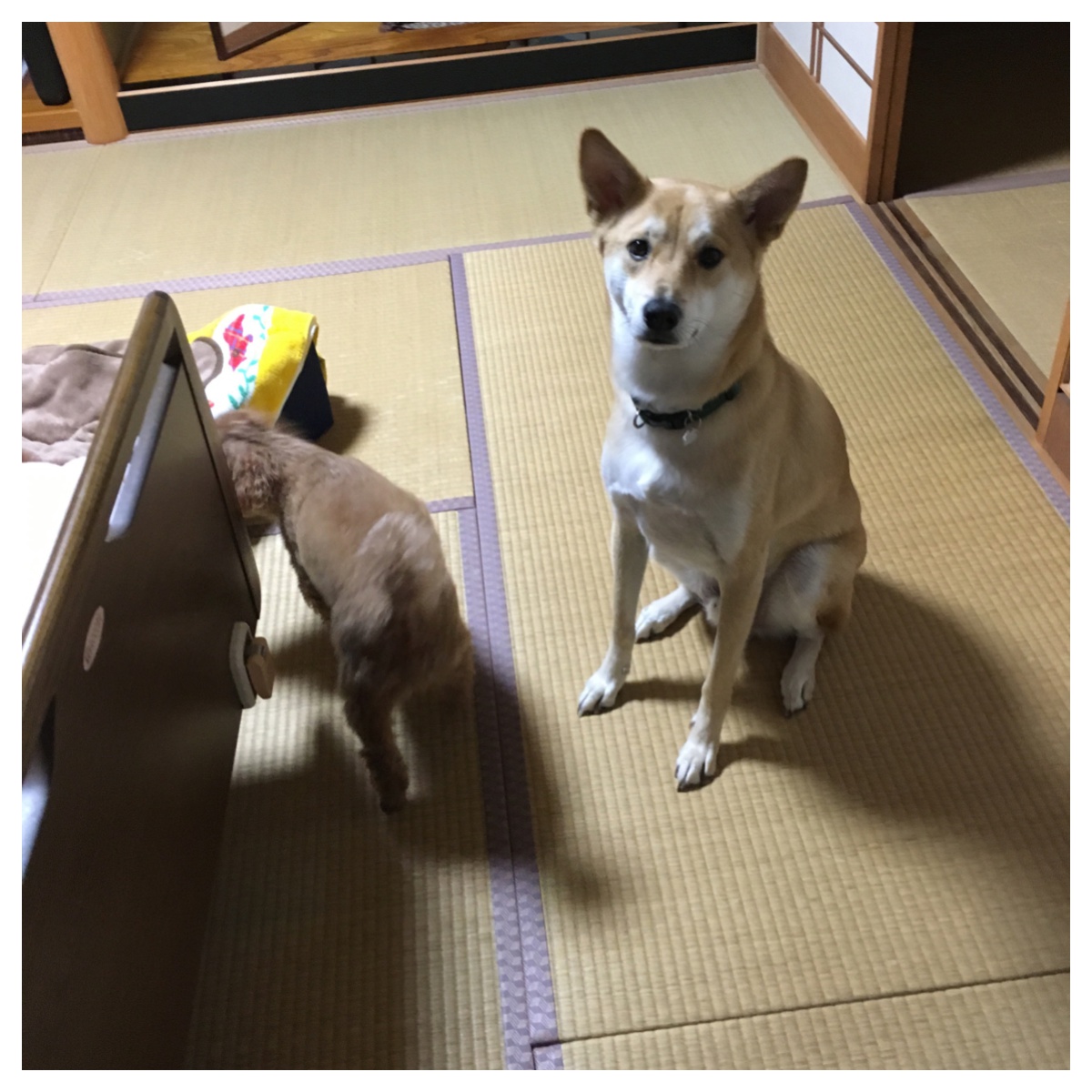 Processed with Moldiv