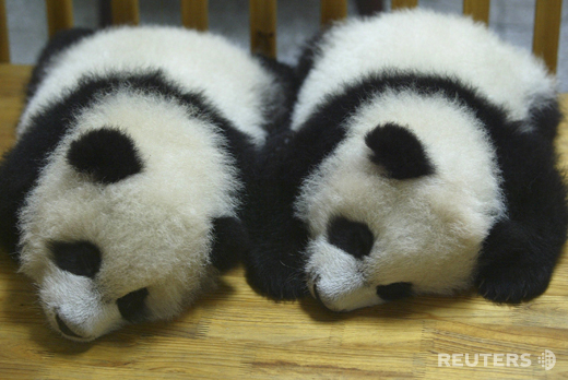 A pair of 100-day old panda twins are seen at the Chengdu Giant Panda Breeding Center, capital of central China's Hubei province November 23, 2007. The twins were born on this August 13 by a 12-year old giant panda "Jiaozi", local media reported. REUTERS/Stringer (CHINA) CHINA OUT