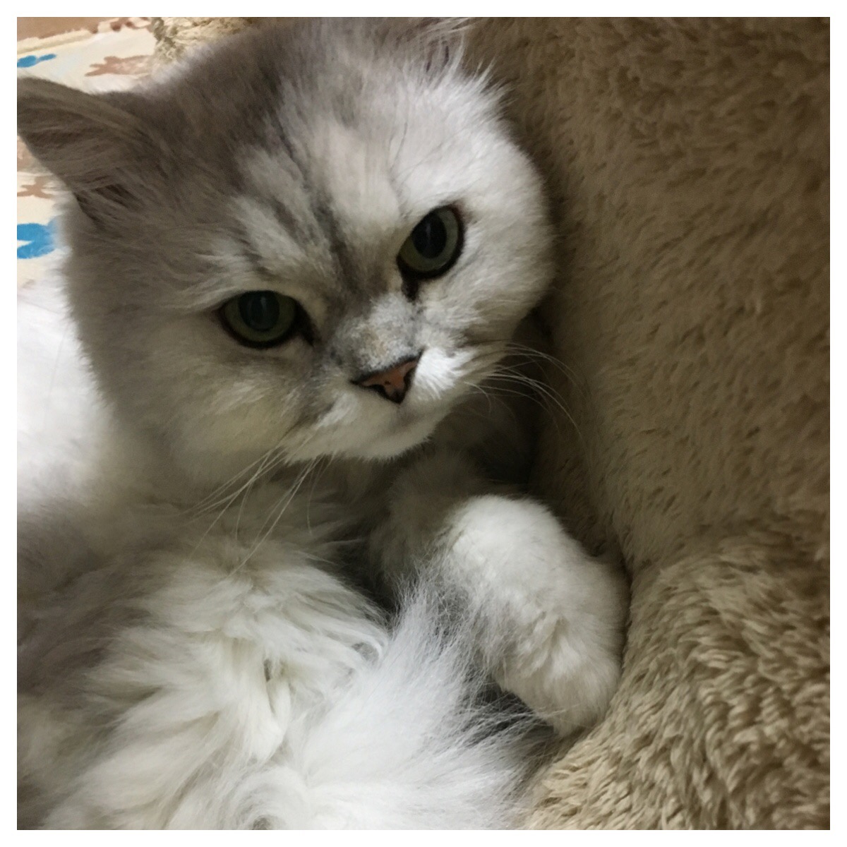 Processed with MOLDIV