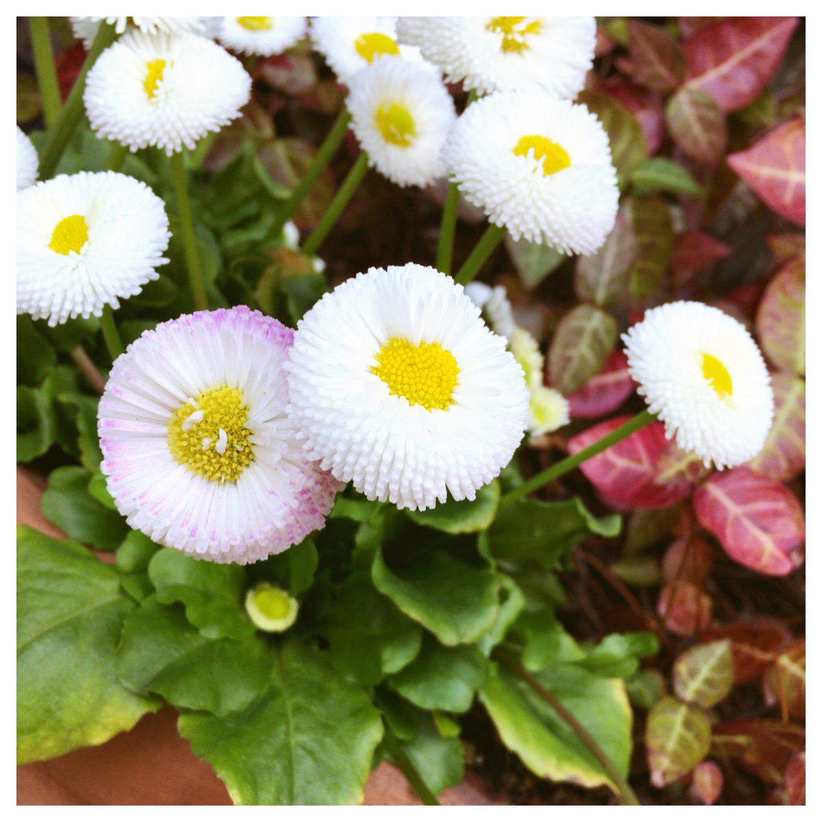 Processed with MOLDIV